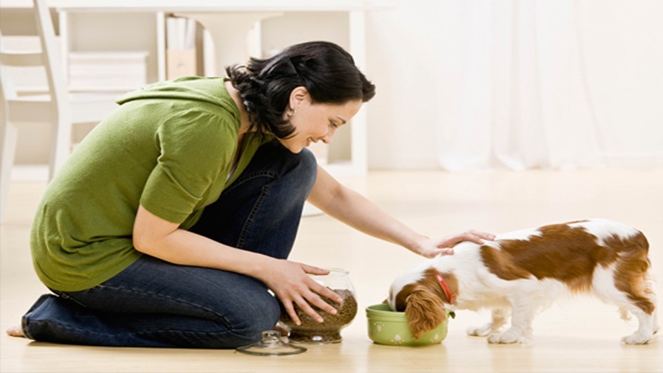 Train Your Pet for Public Spaces
