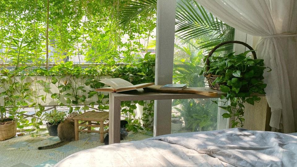 Decor Cây Xanh Trong Nhà Thu Hút Giới Trẻ Vì Điều Gì?