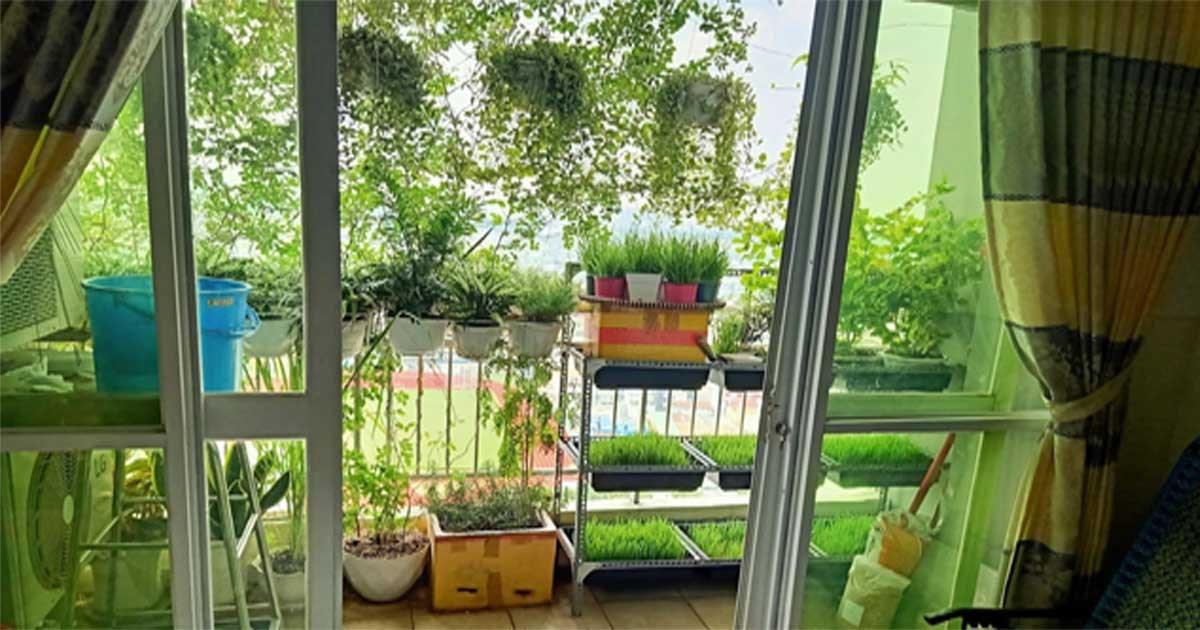 Cách tránh nắng nóng vào mùa hè cho ban công nhà hướng Tây vừa rẻ vừa hiệu quả của mẹ Sài Gòn